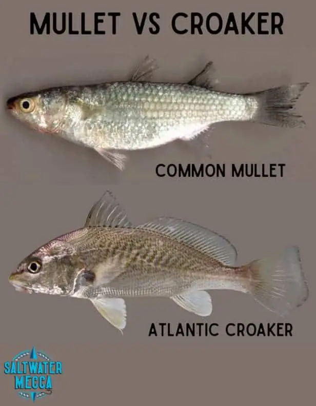 Mullet vs Croaker: Differences & Confusion, Explained!