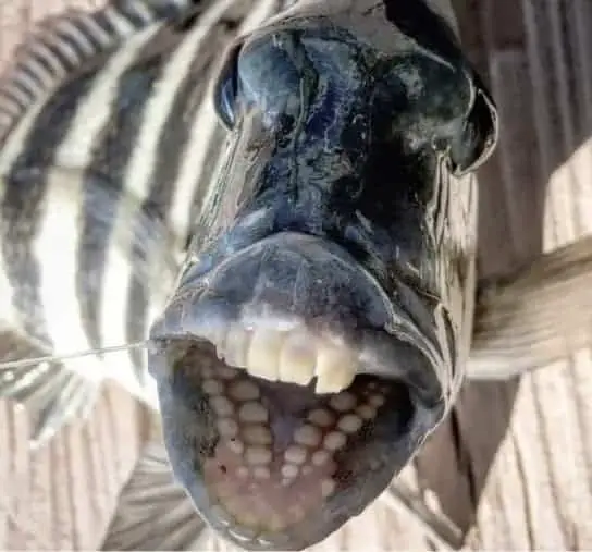 Are Sheepshead Fish Dangerous? Here's What You Should Know • SaltwaterMecca