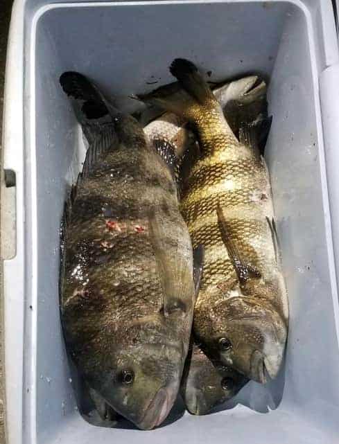 Sheepshead Vs Freshwater Drum- Differences Explained!