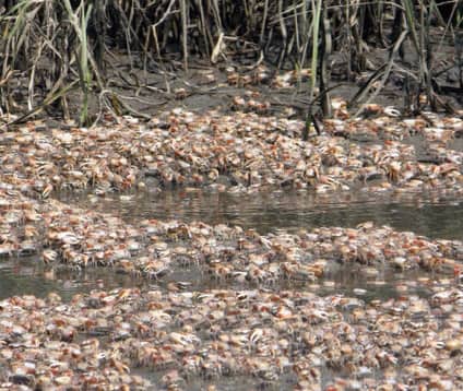 Fiddler crabs for sheepshead bait