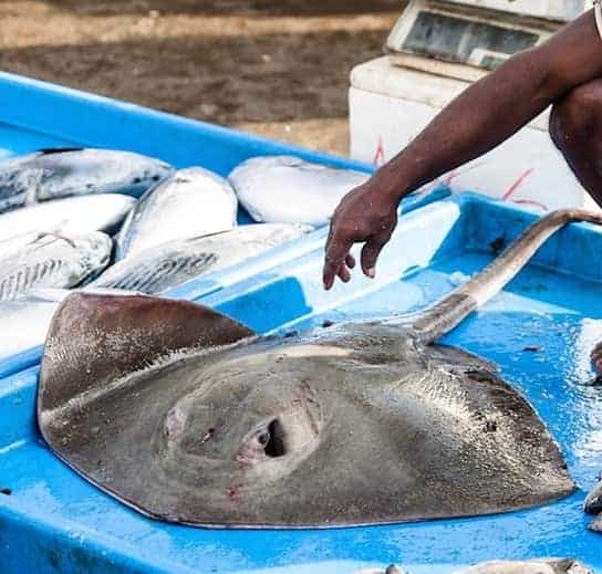 Can You Use Stingray As Bait? Tips & What To Know!