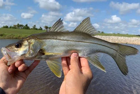 Fat Snook