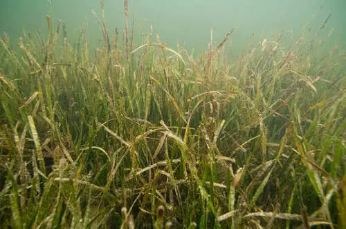Lush Seagrass, perfect Pinfish habitat