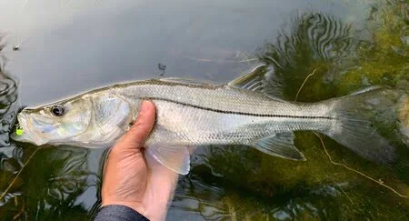 Common Snook