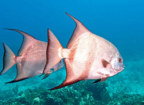 Are Spadefish Good To Eat?