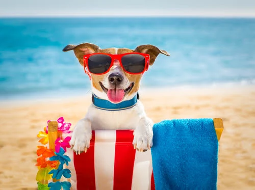 A Jack Russel in sunglasses on a beach chair smiling