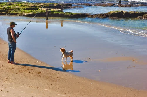 Curious dog approaching an angler 