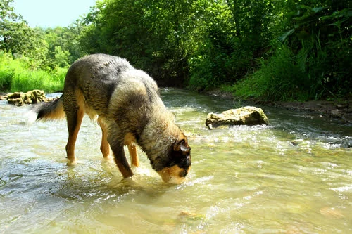 Dog drinking from creek