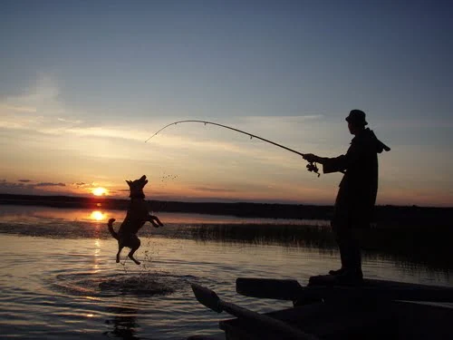 Dog jumping over water to bite anglers catch