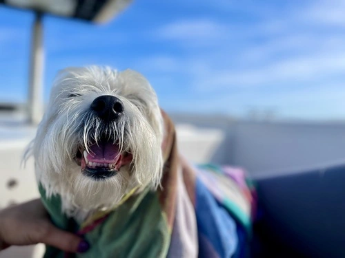 Dog smiling with towel around his head