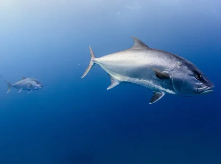 Is Amberjack Good To Eat? Or Is It A Trash Fish?