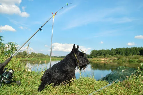 Taking Your Dog Fishing (Wading)