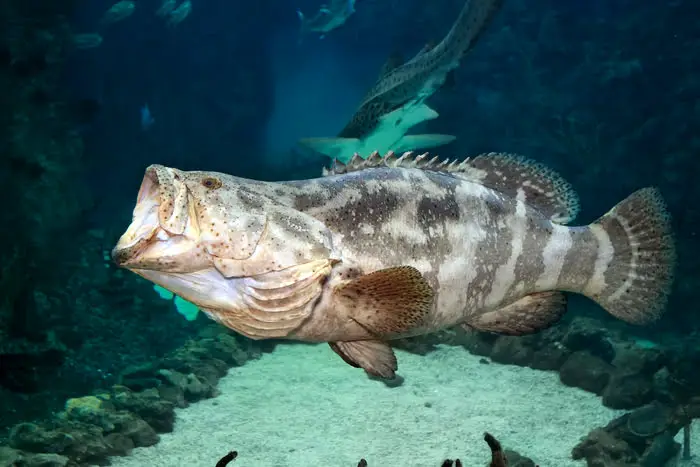 Can You Eat Goliath Grouper? (New Regulations In FL!)