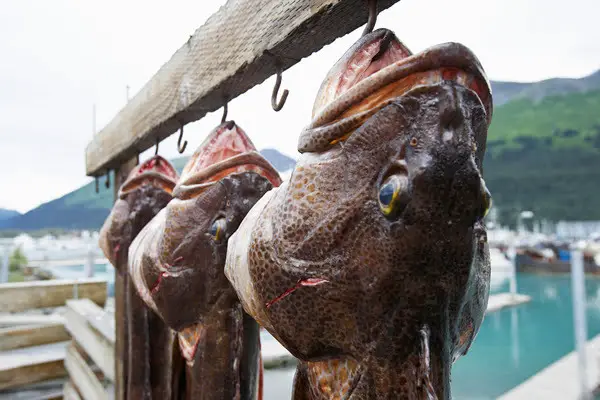 Are Lingcod Good To Eat