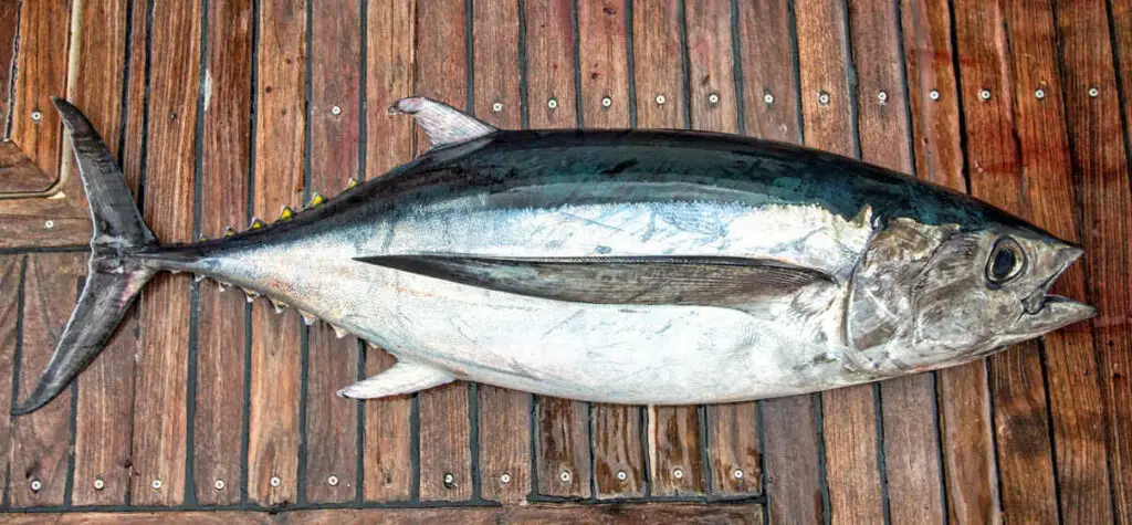 Are Blackfin Tuna Good To Eat? They're Excellent!