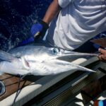 Are Blue Marlin Good to Eat?