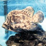 Are Tripletail Fish Good To Eat?