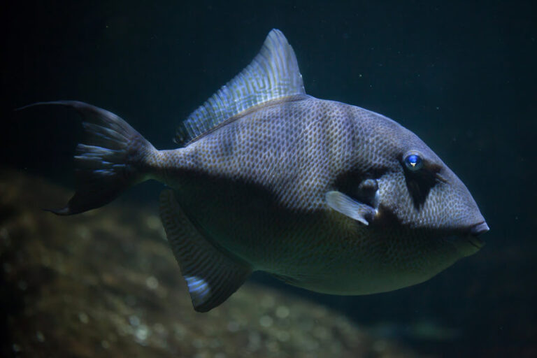 Famous Trigger Fish Are Triggerfish Good to Eat? Here's What You Should Know • SaltwaterMecca