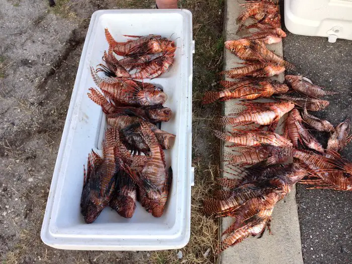 A cooler full of Lionfish 