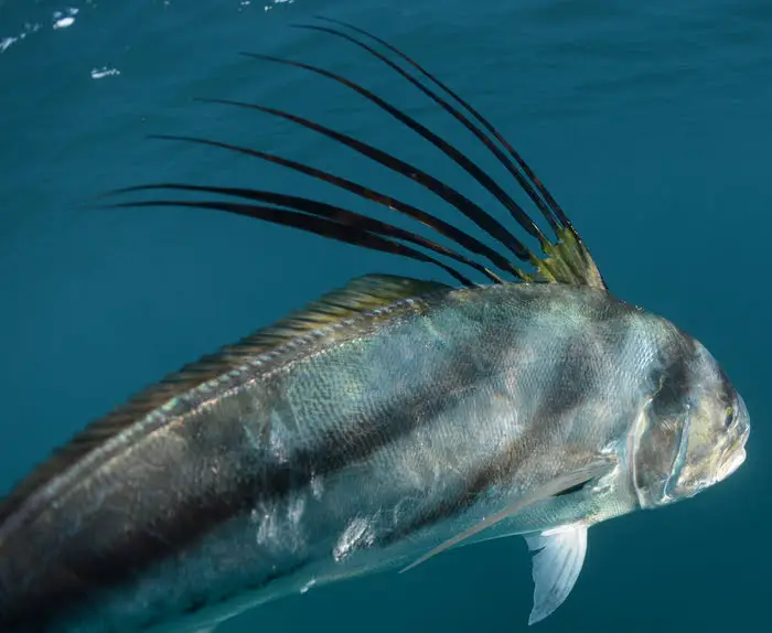 Can You Eat Roosterfish? Are They Any Good?