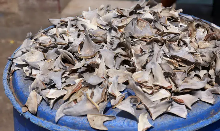 A large pile of Illegal Shark Fins