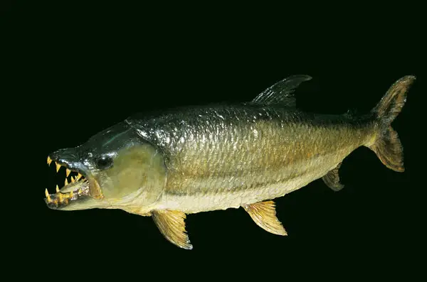 Tigerfish