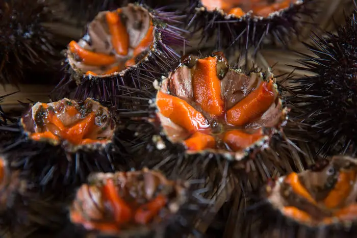 Spiny Surprise: Can You Eat Sea Urchins?
