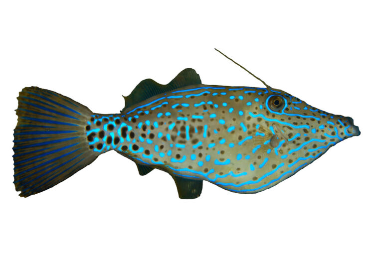 Can You Eat Filefish? And How Do They Taste? • SaltwaterMecca